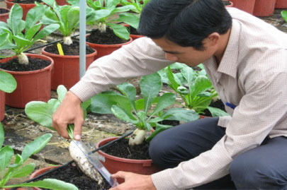 Plant clean vegetables on volcanic foam