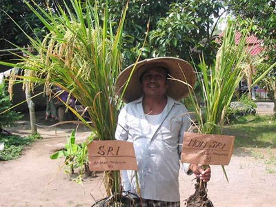 Plant nutrient-rich dry rice instead of wet rice