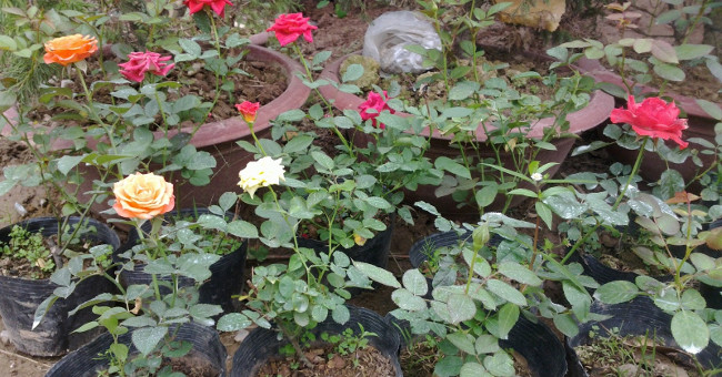 Plant roses from a flower - a simple way to have a fragrant pink pot