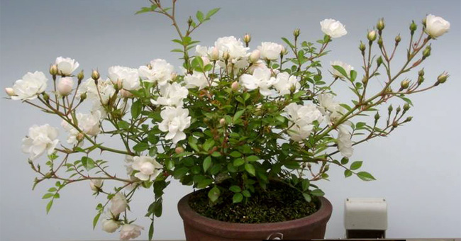 Plant roses from potatoes