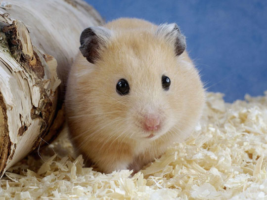 Plant your teeth for ... mice