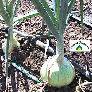 Planting and intensive onion export