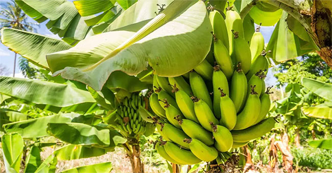 Planting bananas without ... soil