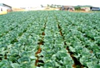Planting clean vegetables by hydroponic method at home