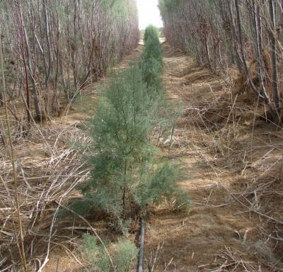 Planting forests in the Avarah desert