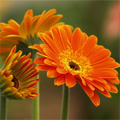 Planting gerbera to welcome new year fortune