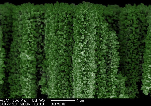 Planting nano trees, harvesting hydrogen fuel
