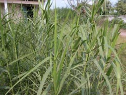 Planting reeds to treat polluted river water