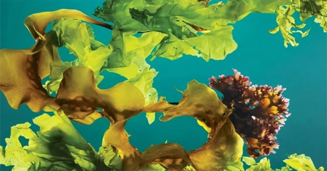 Planting seaweed into a forest under the ocean can combat climate change