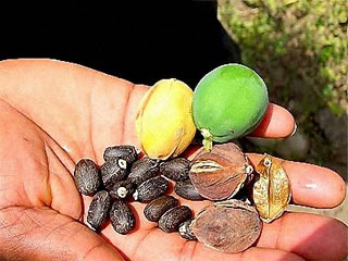 Planting sesame oil to collect biofuel
