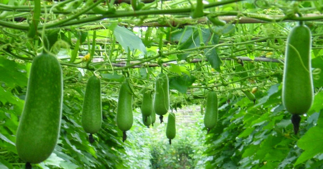 Planting techniques and care for many gourds