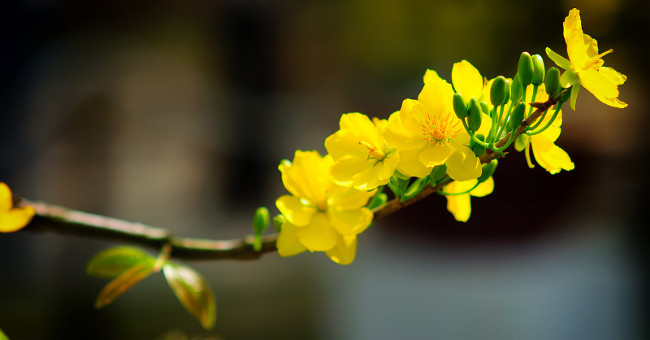 Planting techniques and care of apricot flowers for Tet holiday