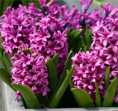 Planting the hyacinth flower to celebrate the New Year of the Goat
