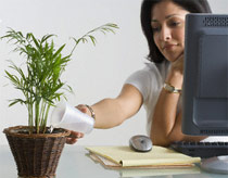 Planting trees in rooms helps employees feel more comfortable