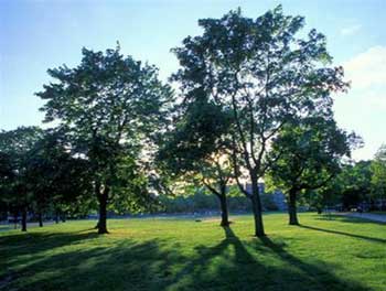 Planting trees may not cool the earth
