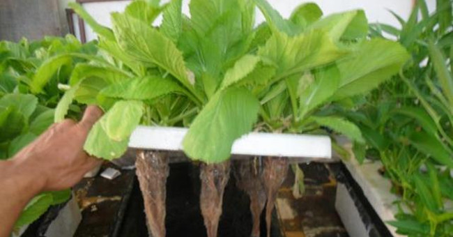 Planting vegetables by hydroponic method
