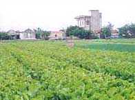 Planting vegetables without soil