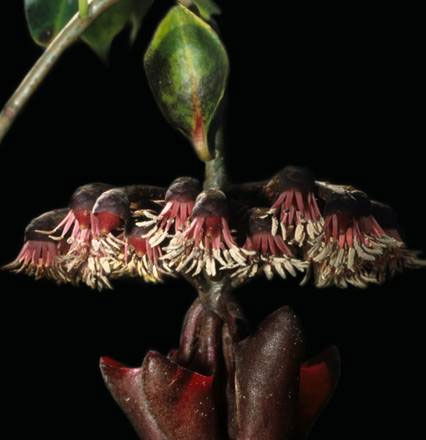 Plants also have pan antennas
