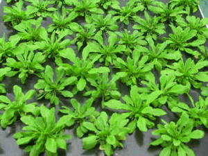 Plants also recognize 'peach blood'