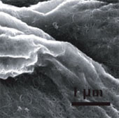 Plants can be turned into energy-containing devices