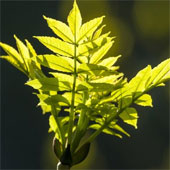 Plants consume more CO2 than we think