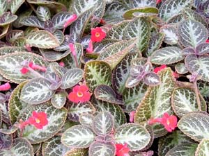 Plants discovered terror