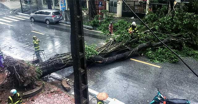 Plants fell mass in Hanoi and Hai Phong after the storm Wipha