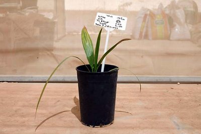 Plants from 2000 year old seeds still grow well