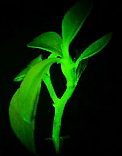Plants glow to report lack of water