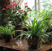 Plants help increase labor productivity and creativity