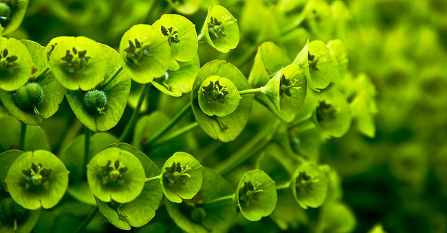 Plants know and communicate with people