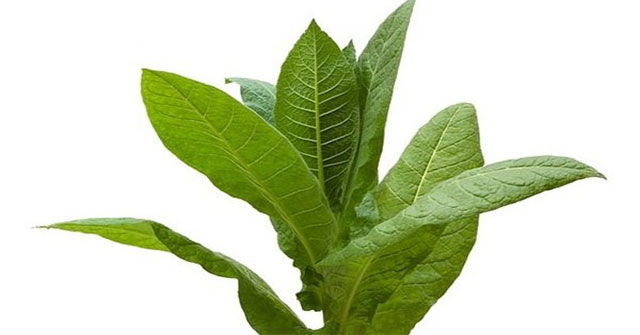 Plants know pain when cut and whine when not watered