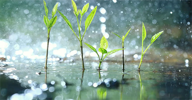Plants know ... 'panic' when it rains heavily
