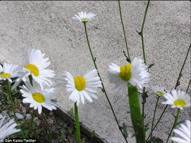 Plants mutated genes because of radiation near Fukushima