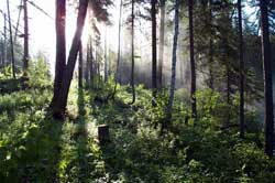 Plants of greenhouse gases?