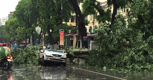 Plants poured massively on Hanoi street