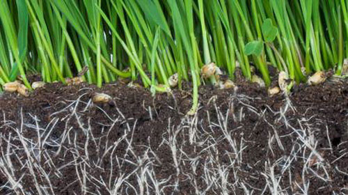 Plants swarm intelligence?