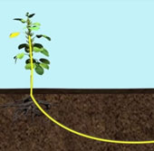 Plants talk to each other