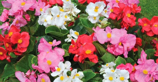 Plants that clean the air in the house