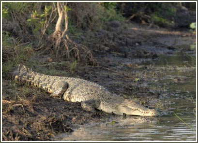 Plastic bags kill alligators