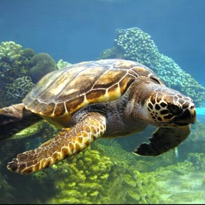 Plastic garbage can cause sea turtles to become extinct