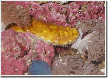 Plastic material changes the reasoning according to the mechanism of seaweed