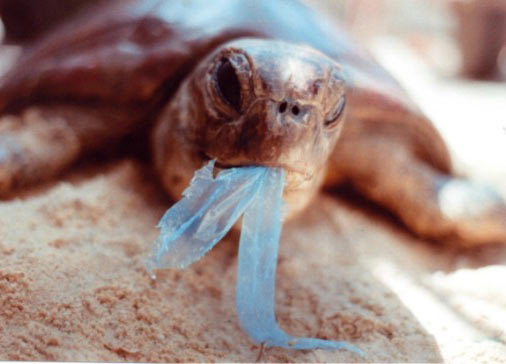 Plastic waste is poisoning the ocean