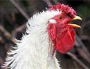 Play cards to learn how to defend yourself against bird flu