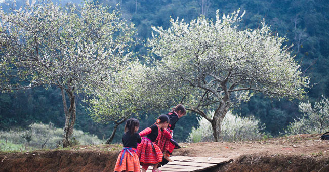 Plum flowers are white on Moc Chau plateau