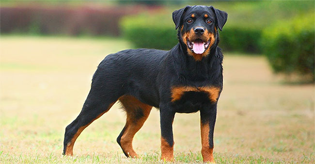 'Point of face only names' are as strong as the gods' dogs