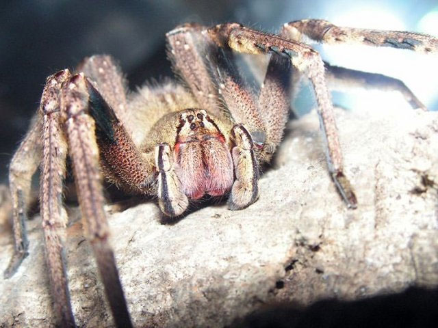 Poison spider venom can cure impotence