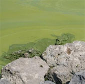 Poisonous algae attack the US coast