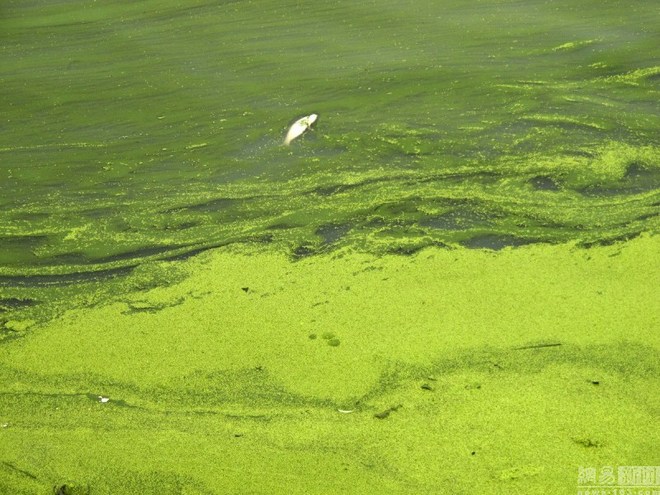 Poisonous algae cover 1.5 km of Chinese lake