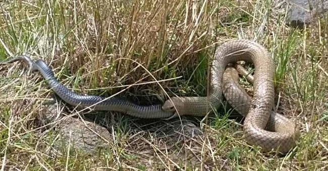 Poisonous brown snake swallowed the same kind